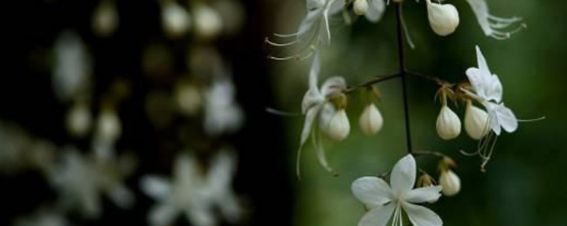 垂丝茉莉的花语