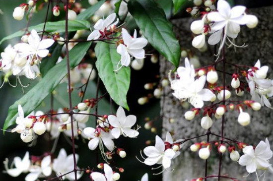 垂丝茉莉的花语