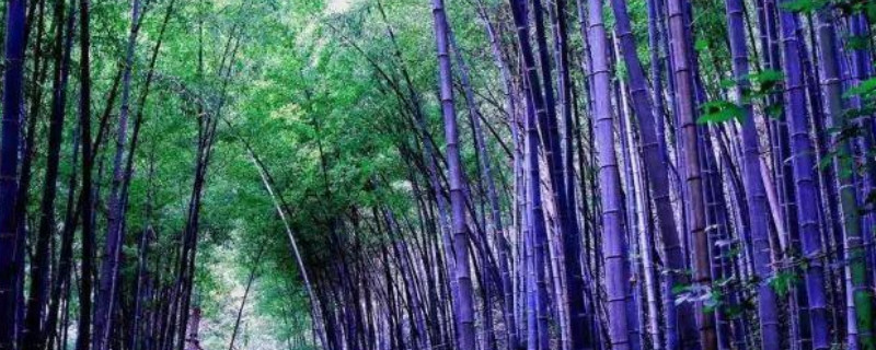 紫竹开花是什么原因