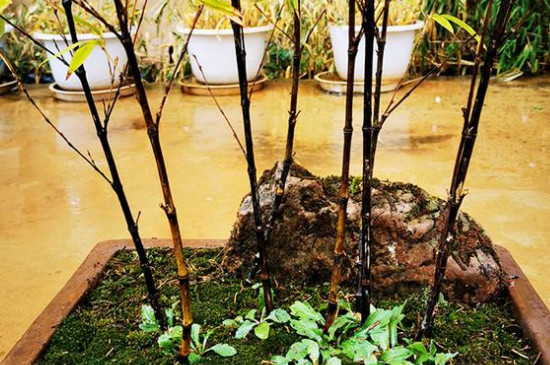 紫竹开花是什么原因