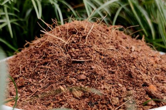 紫竹开花是什么原因