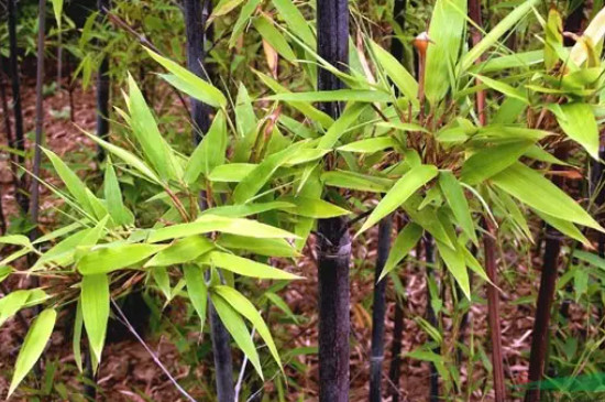 紫竹开花是什么原因