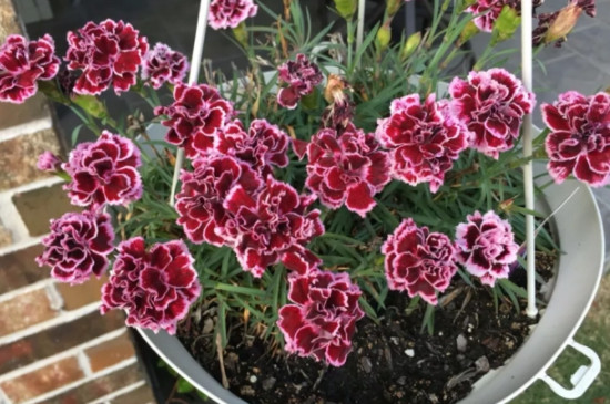 石竹花一年四季都开花吗