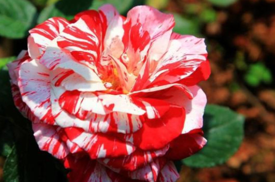 怎样判断月季该浇水了