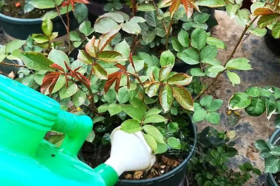 怎样判断月季该浇水了