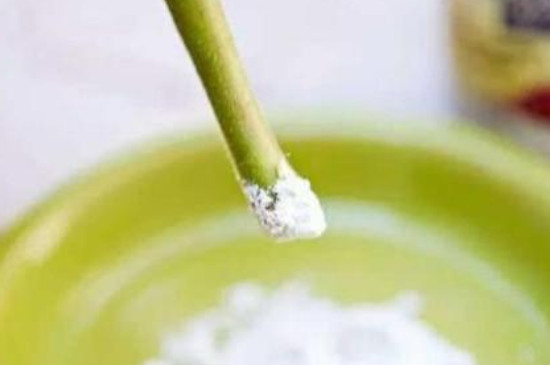 生根粉可以直接浇灌吗