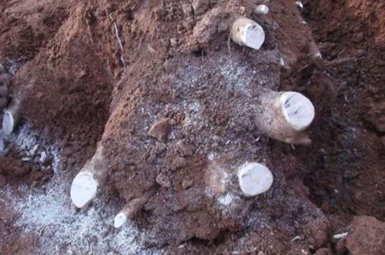 生根粉可以直接浇灌吗