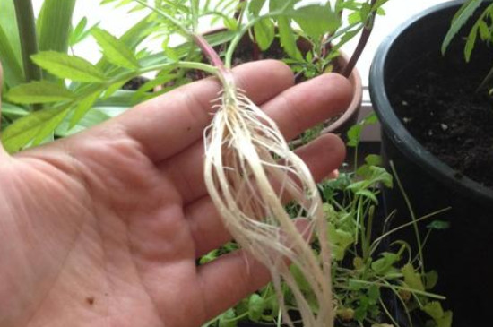 生根粉可以直接浇灌吗