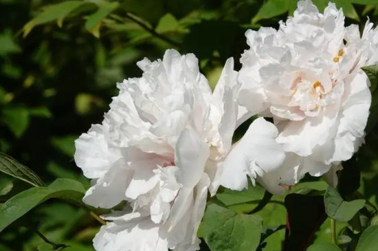 牡丹花一般几点开花