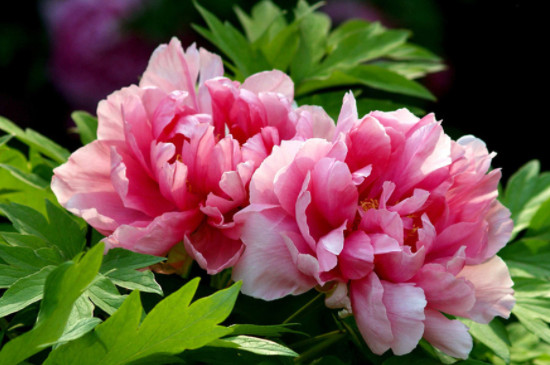 芍药花与牡丹花的区别