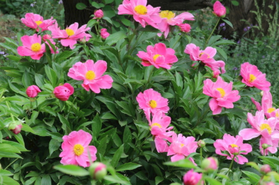 芍药花与牡丹花的区别