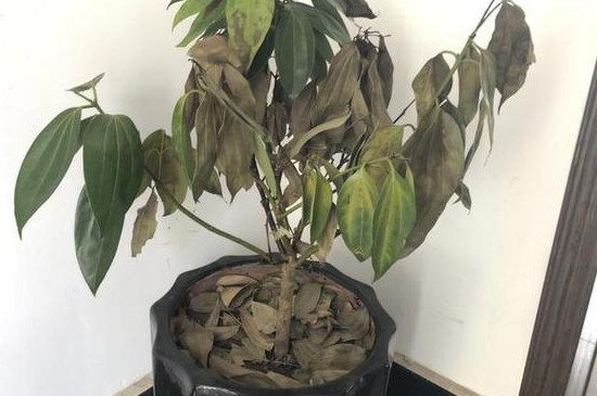 绿植叶子尖端干枯是什么原因