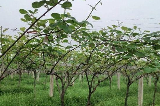 猕猴桃适应在什么地方种植