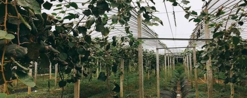 猕猴桃适应在什么地方种植