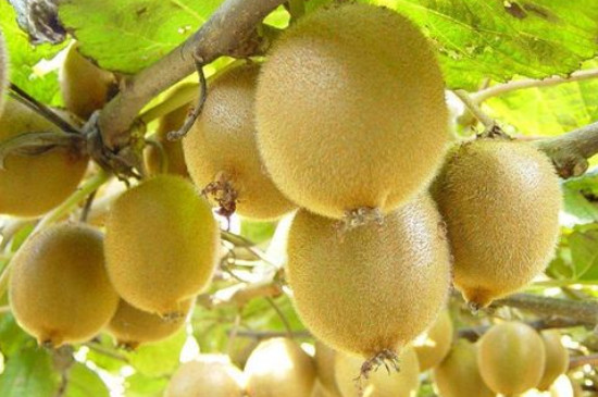 猕猴桃适应在什么地方种植