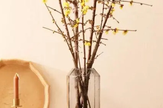 腊梅醒花的正确方法和技巧