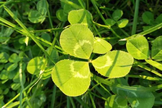 三叶草的寓意