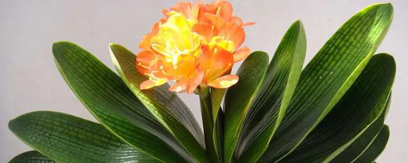 君子兰代表男人还是女人