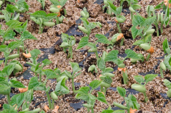 种豆角的方法和步骤