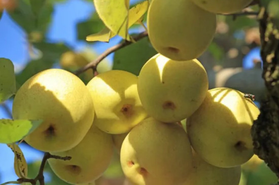 梨对水分的要求高吗