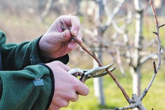 梨对水分的要求高吗