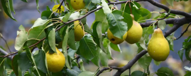 梨对水分的要求高吗