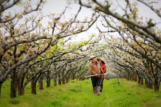 梨对水分的要求高吗