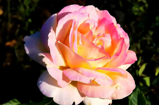 玫瑰花怕冷还是怕热