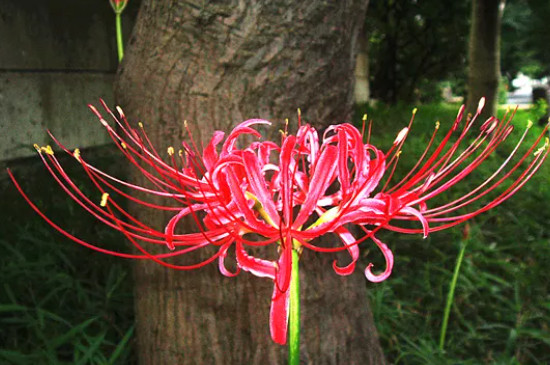 红色彼岸花的花语