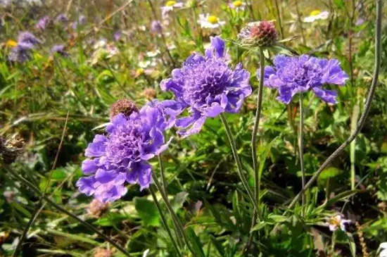 蓝盆花的养殖方法和注意事项