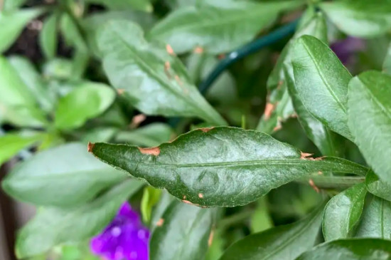 蓝盆花的养殖方法和注意事项