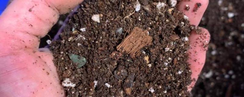 蓝盆花的养殖方法和注意事项