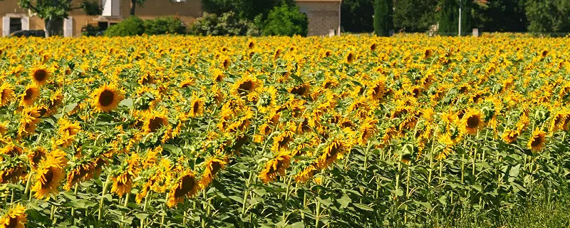 向日葵的花语是