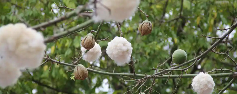 白色木棉花的花语是什么