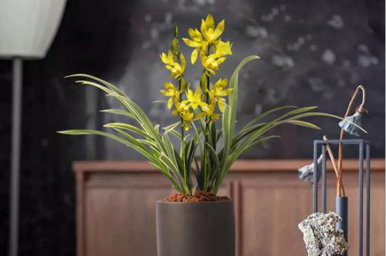 养兰花的方法和注意事项