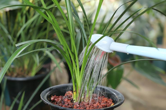 养兰花的方法和注意事项