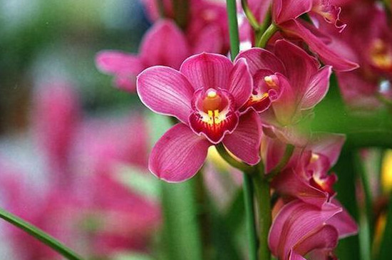 养兰花的方法和注意事项