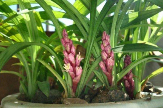 养兰花的方法和注意事项