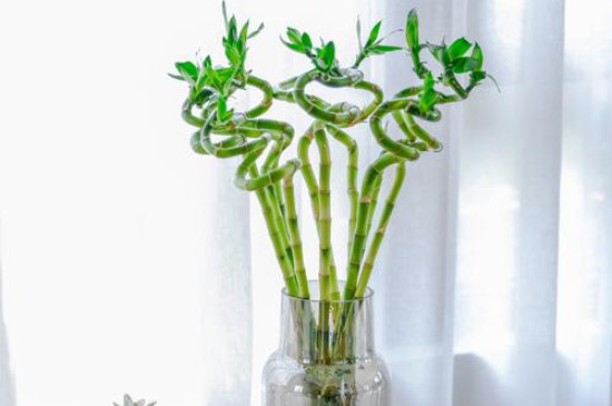 龙竹杆子瘪了发黄怎么办