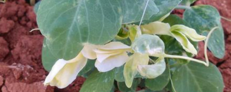 豌豆的叶子为什么变黄