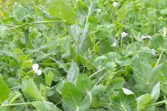 豌豆的叶子为什么变黄