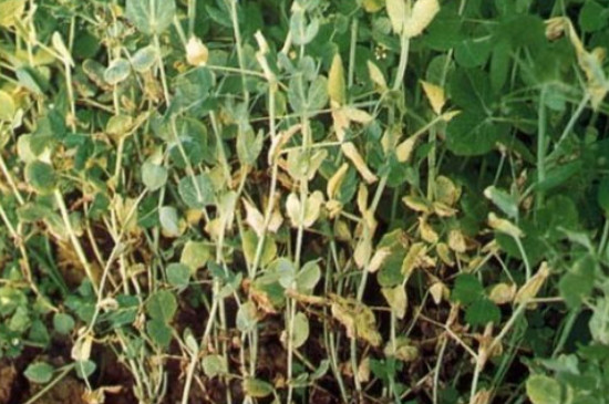 豌豆的叶子为什么变黄