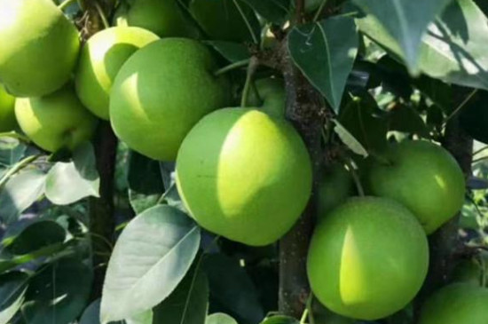 苏翠一号梨的详细介绍