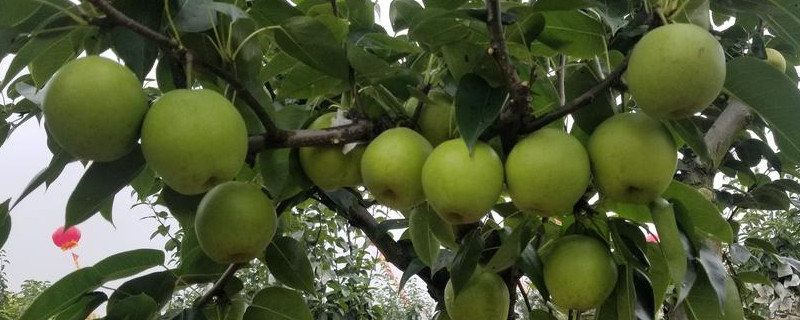 苏翠一号梨的详细介绍