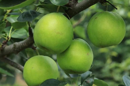 苏翠一号梨的详细介绍