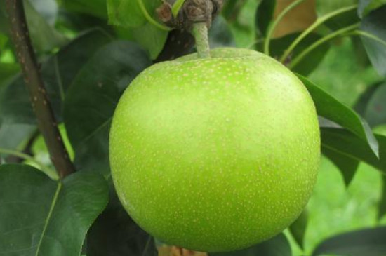 苏翠一号梨的详细介绍