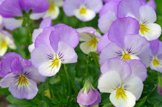 秋天有什么花开放