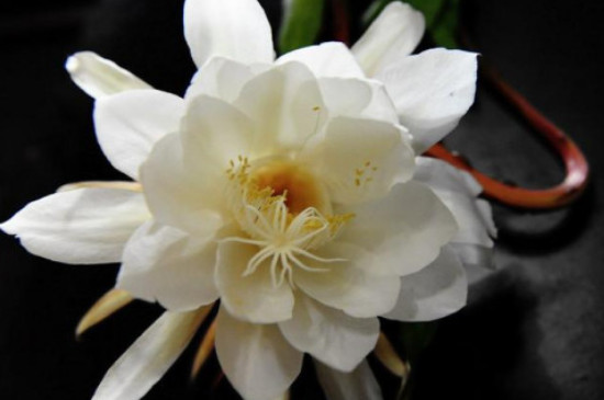 秋天有什么花开放