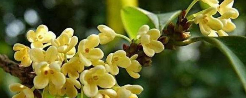 秋天有什么花开放