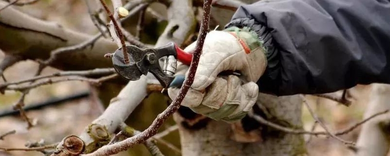 苹果树冬季修剪方法